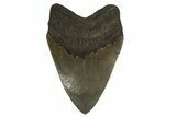 Serrated, Fossil Megalodon Tooth - Georgia #338639-2